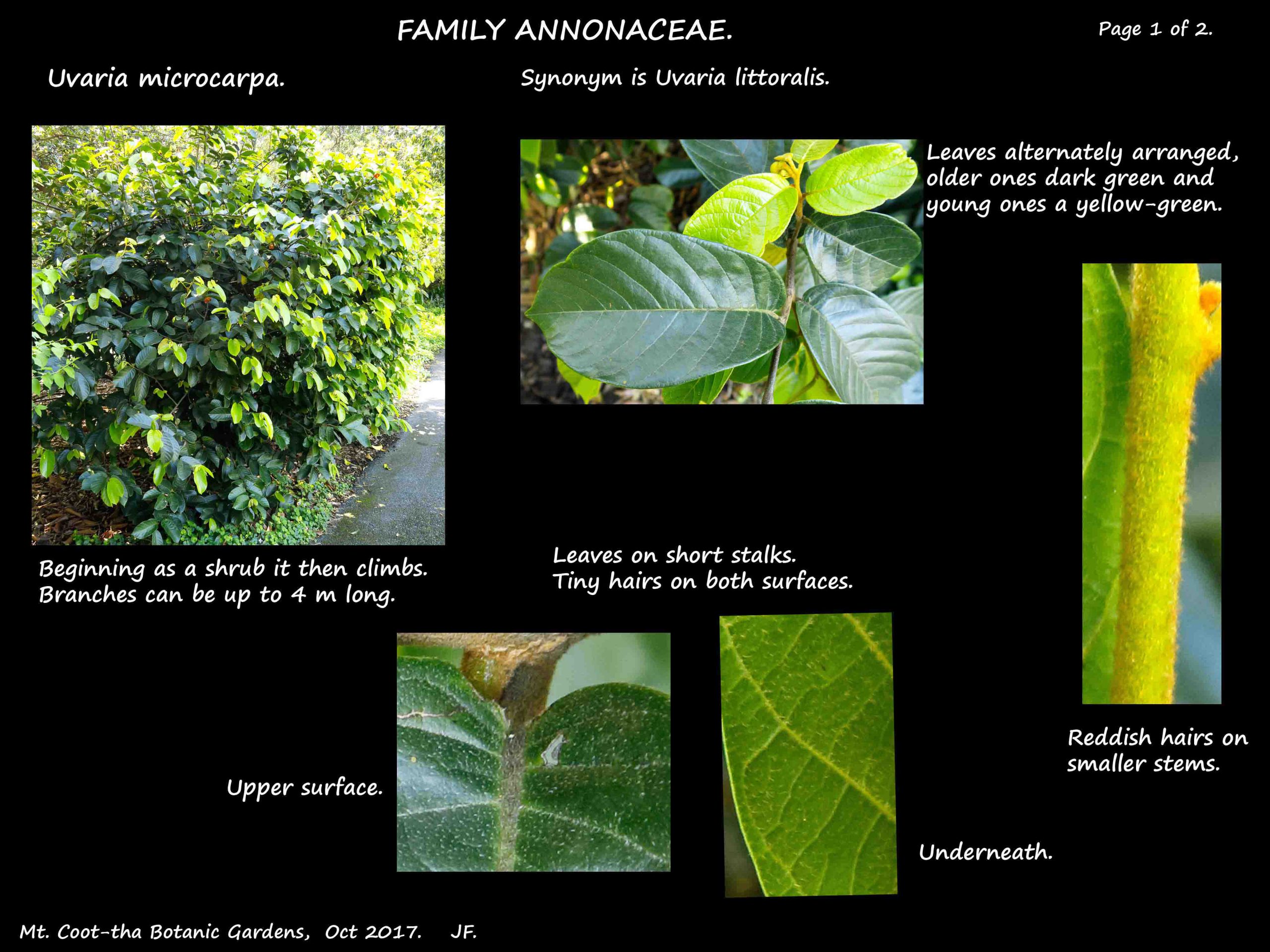 1 Uvaria microcarpa shrub & leaves